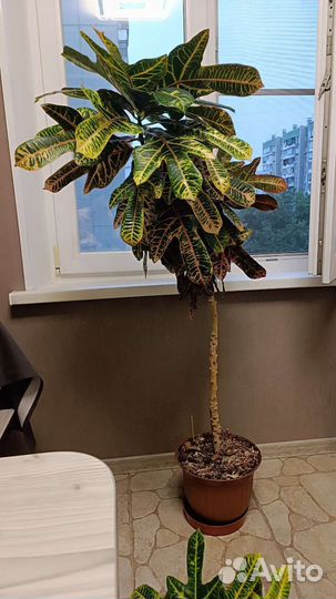 Кодиеум (Кротон) Экселент