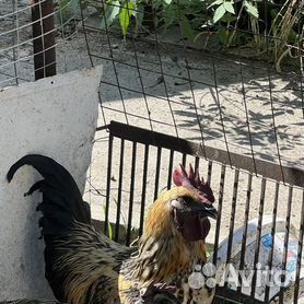 Продам петуха лакеданзи