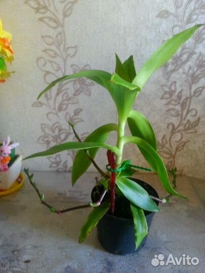 Золотой ус лечебный Индийский лук