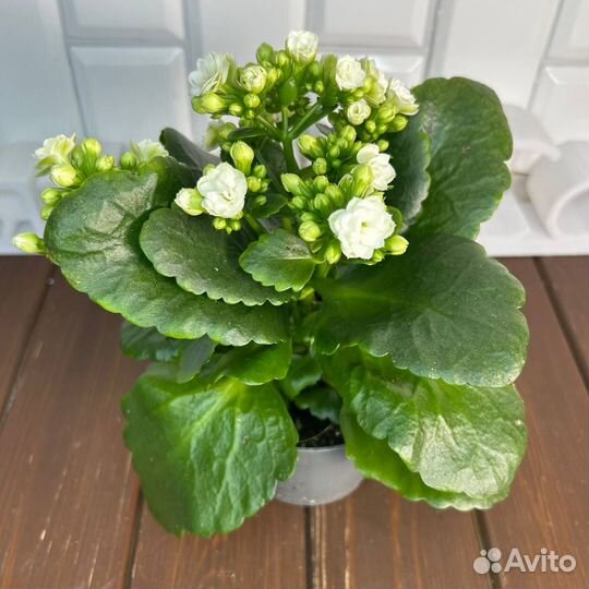 Каланхоэ Каландива вайт