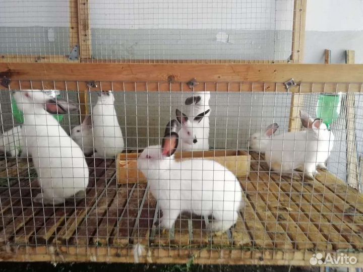 Калифорнийские кролики