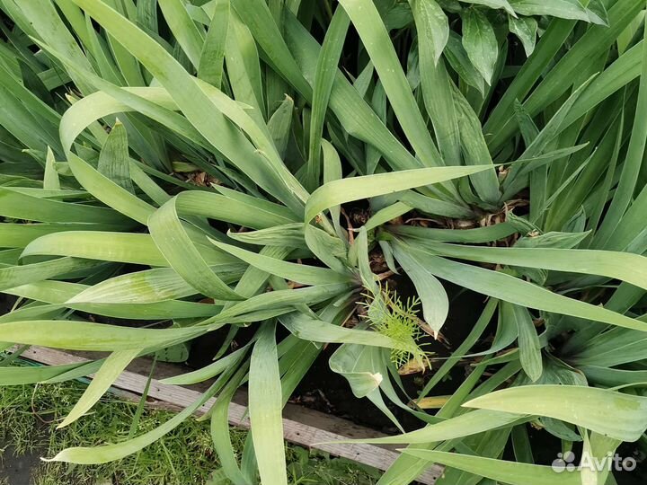 Ирисы жёлтые сортовые