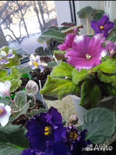 Не купили подарки Подарите фиалки