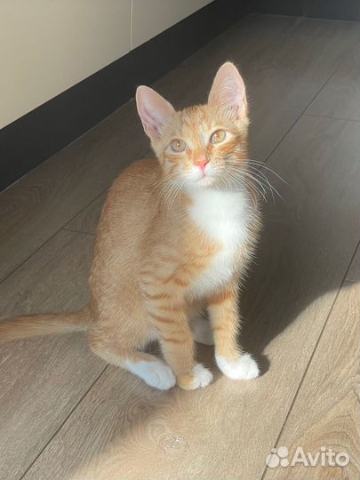 Котик в добрые руки