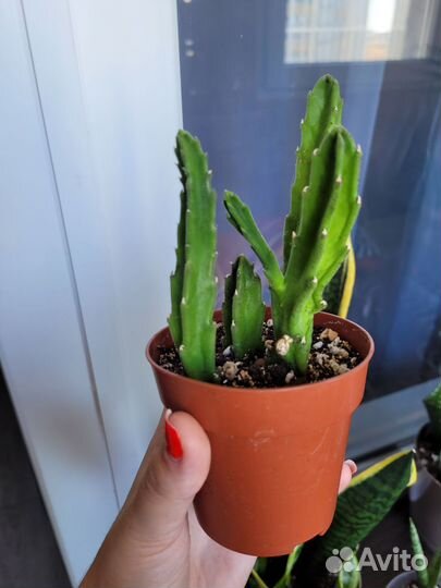 Суккуленты