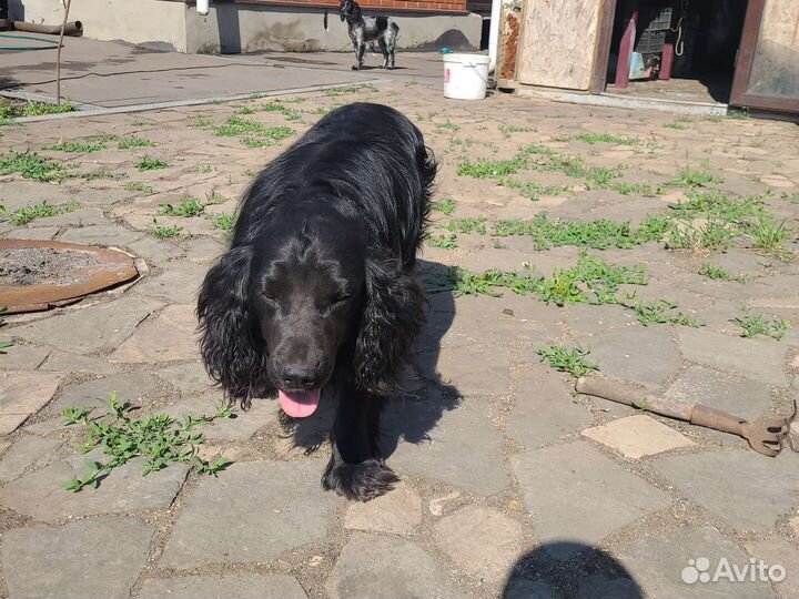 Русский спаниель