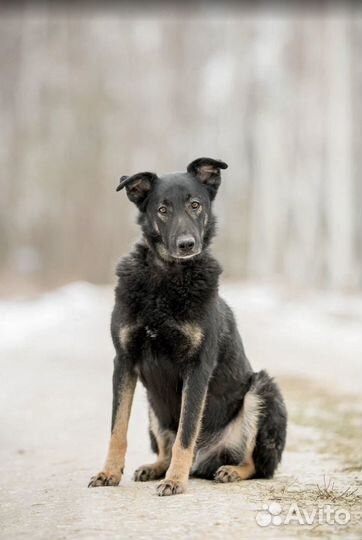 Собака из приюта