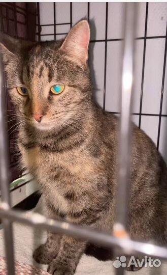 Кошка Кузя в добрые руки