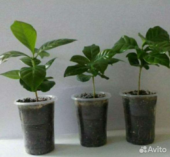 Кофе арабика, мандарин, кумкват,лайм,лимон Мейер