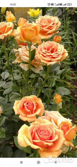 Роза чайно-гибридная