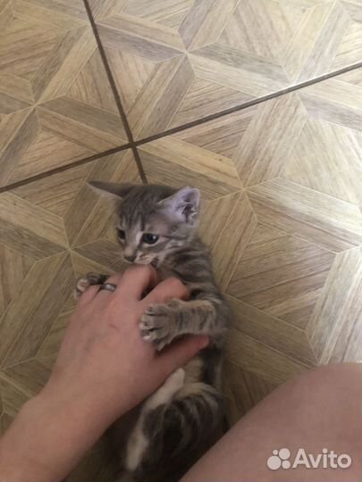 Кошка в дар бесплатно