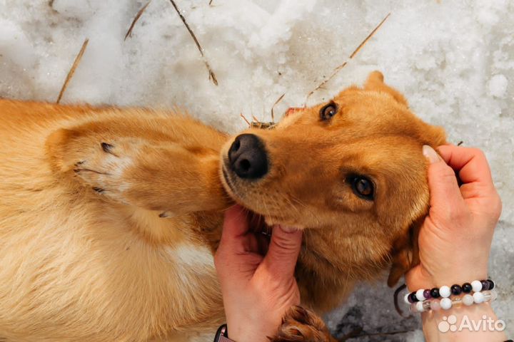 Собака в добрые руки