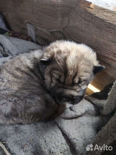 Отдам в добрые руки щенков