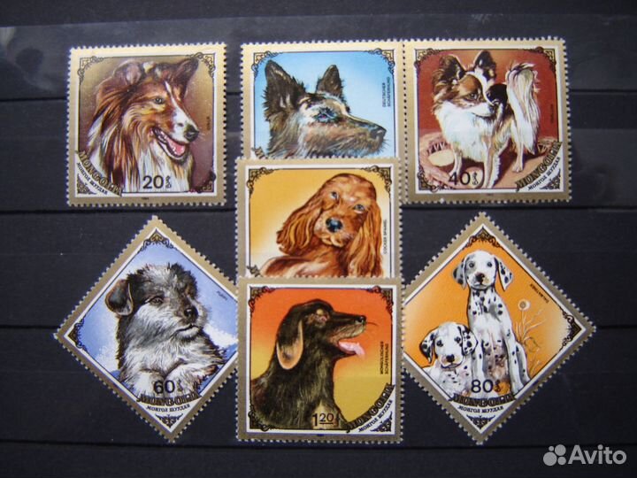 Фауна. Собаки