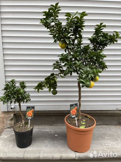 Мандариновое дерево