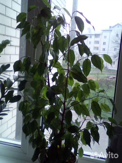 Продаётся Фикус Бенджамина