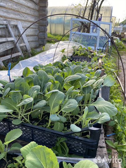 Продаю рассаду перцев,огурцов