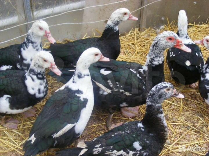 Мускусные утки