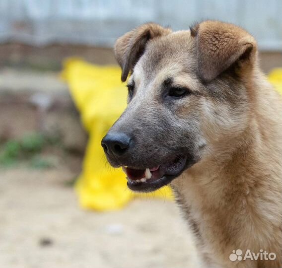 Отдаю щенка Купера в дар
