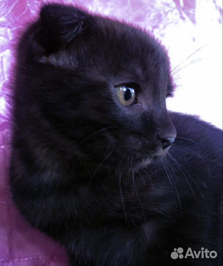 Кошка в дар