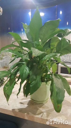 Спатифиллум продаю