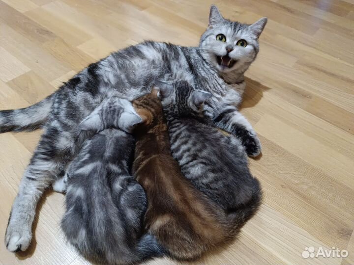 Шотландские котята