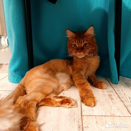 Стрижка кошек с выездом на дом