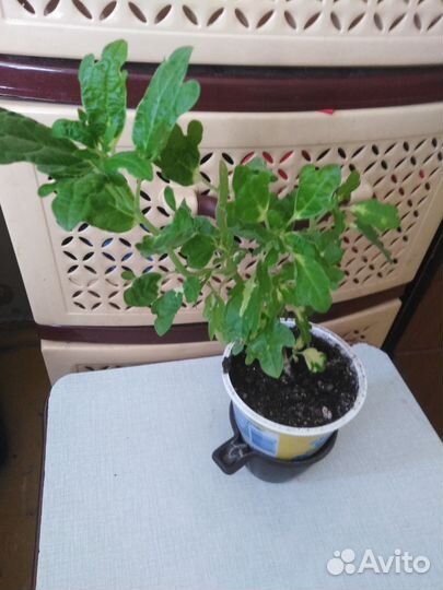 Комнатные цветы и их отростки