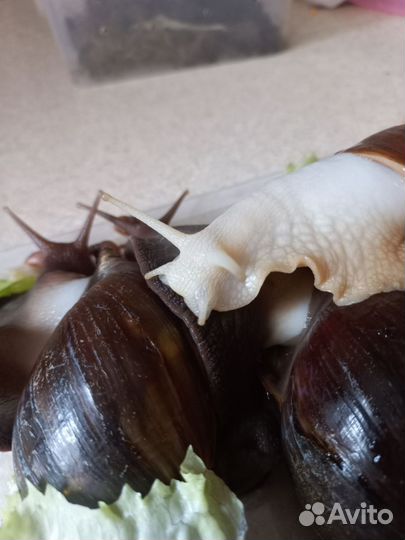 Годовалые улиточки