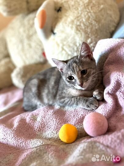 Кошка в дар