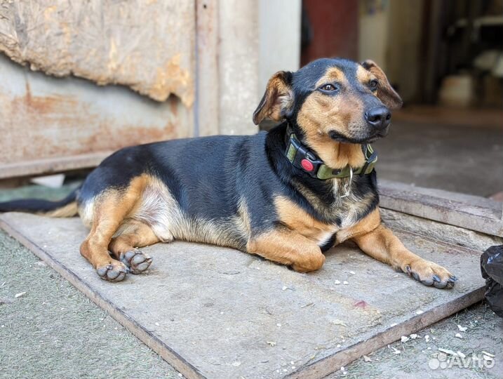 Молодой такса мальчик в дар
