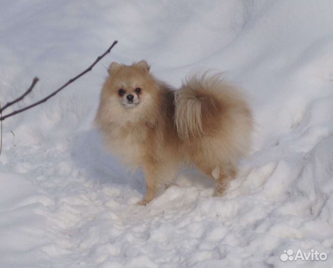 Молодой кобель (немецкий шпиц)