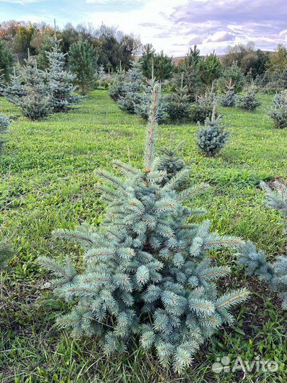 Ель голубая 1 м