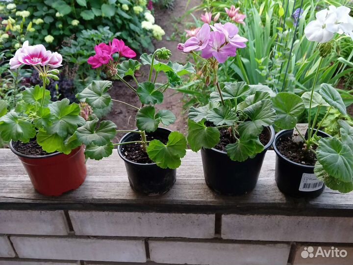 Герань пеларгония цветущее растение