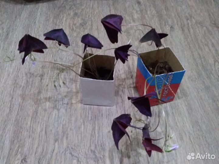 Алоэ,золотой ус