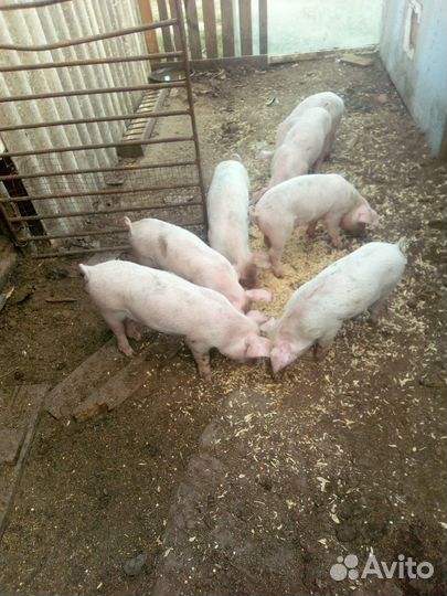 Поросята