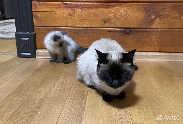 Тайские котята