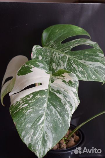 Монстера вариегатная Альба