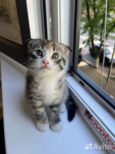 Отдам котёнка в добрые руки