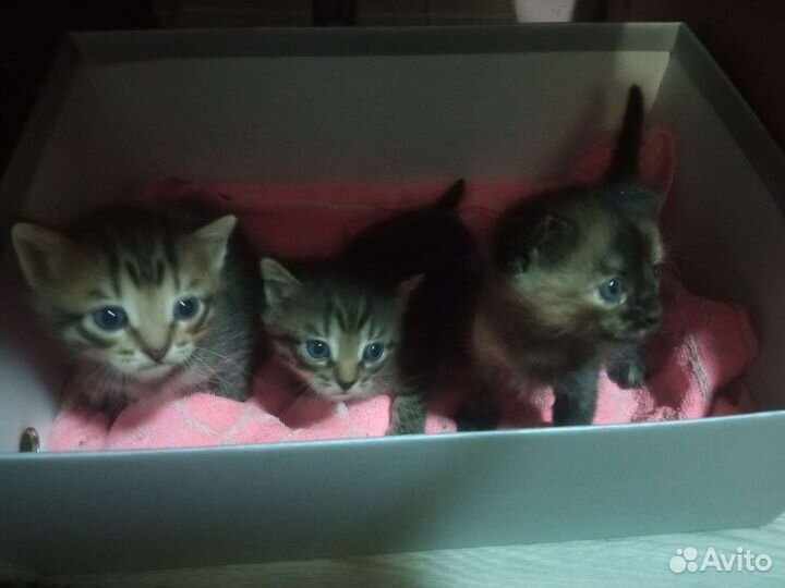 Котята бесплатно