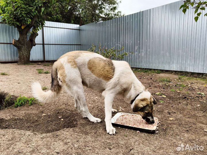 Метис сао в поисках семьи