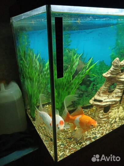 Аквариум