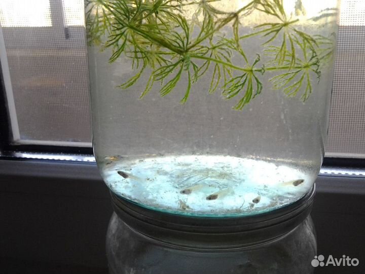 Рыбки Гуппи взрослые и мальки