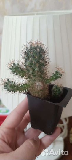 Кактус