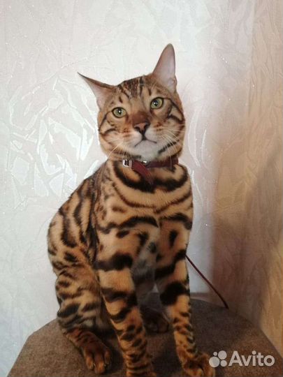 Бенгальский кот на вязку