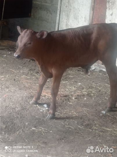 Телята бычки