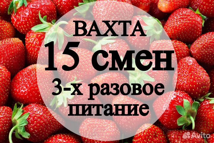 Подработка вахта 20 смен сбор ягод 3х раз питание