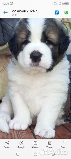 Московская сторожевая