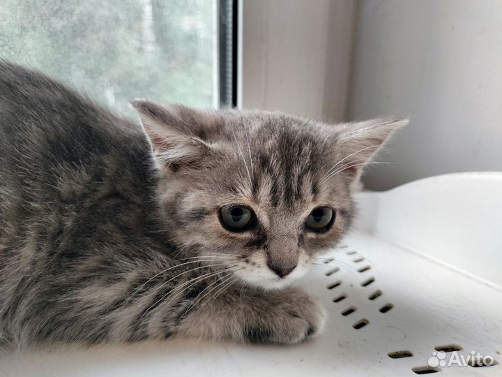 Полосатый британистый котенок из приюта ищет дом