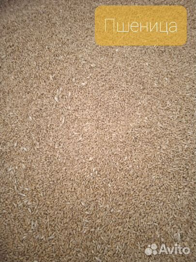 Корма для с/х жив-х - горох, овес, ячмень, пшеница